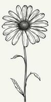 Simple Daisy Flower Doodle on White Background photo