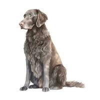Soft Pastel Coated Retriever Watercolor Painting photo