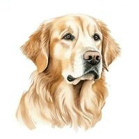 Minimalist Golden Retriever Watercolor Painting on White Background photo