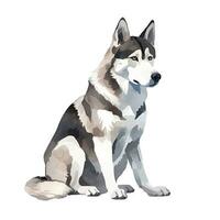 Minimalist Siberian Husky Watercolor Painting on White Background photo