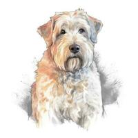 Soft Coated Wheaten Terrier Watercolor Painting in Minimalist Style photo