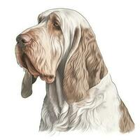 Minimalist Watercolor Painting of a Single Spinone Italiano in Soft Pastel Colors photo