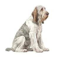 Soft Pastel Watercolor Painting of a Minimalist Spinone Italiano Perfect for Invitations and photo