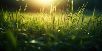 Springtime Bliss Closeup of Green Grass and Leaves in a Hazy Park with Sunlight photo