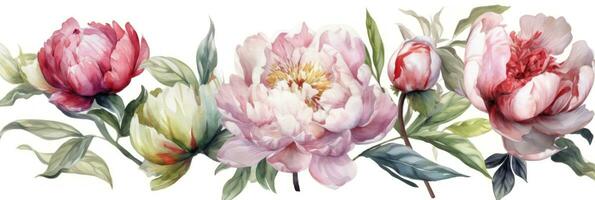Watercolor Peonies Set on White Background photo