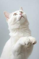 Curious White Cat Reaching Up with Playful Paw photo