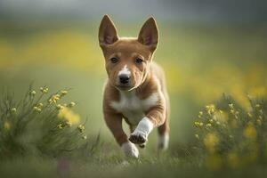 Playful Red Basenji Puppy Running Through a Field of Yellow Flowers photo
