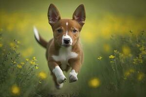 Playful Red Basenji Puppy Running Through a Field of Flowers photo