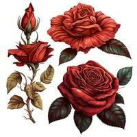 Fully Formed Red Rose Cartoon Drawing Set for Watercolor Painting and Digital Illustration photo