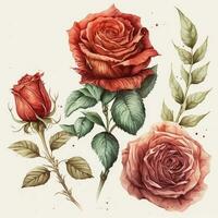 Fully Formed Red Rose Cartoon Drawing Watercolor Painting photo