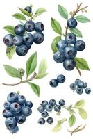 Vibrant Watercolor Blueberries on Transparent Background for Spring Designs photo