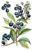 Vibrant Watercolor Blueberries on Transparent Background for Spring Designs photo