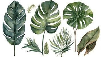 Tropical Botanical Watercolor Illustration of Monstera Banana Palm and Fern Leaves photo