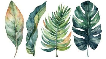 tropical botánico acuarela ilustración de monstera plátano palma y helecho hojas foto