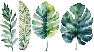 Tropical Botanical Watercolor Illustration of Monstera Banana Palm and Fern Leaves photo