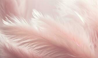 Soft Pink Feathers Texture Background with Swan Feather as Dreamy Accent photo