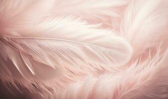 Soft Pink Feathers Texture Background with Swan Feather as Dreamy Element photo