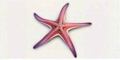 Underwater Beauty White Starfish on Standard Scale Background photo