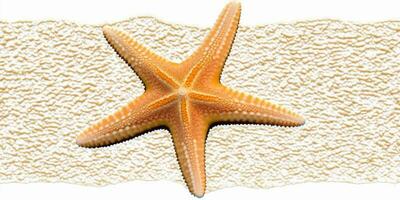 Underwater Beauty White Starfish on Standard Scale photo
