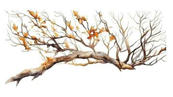 Natural Botanical Illustration of a Dry Tree Branch photo