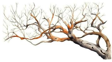 Natural Botanical Illustration of a Dry Tree Branch photo