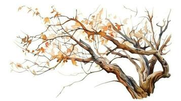 Natural Botanical Illustration of a Dry Tree Branch photo