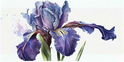 Iris in Blue and Purple Watercolor for Art Prints and Cards photo