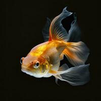 Glimmering Goldfish Swimming in the Dark photo