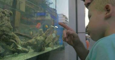 In city of Thessaloniki Greece father and son looking at aquarium with fish video