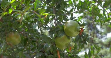 Three pomegranates on branches in sunlight video