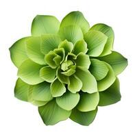 Green Flower from Above on White Background AI Generated photo