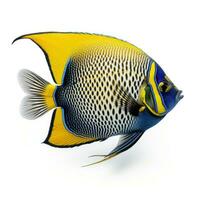 Beautiful Angelfish Swimming in Clear Water AI Generated photo