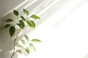 Minimalistic Abstract Background with Blurred Shadows of Leaves and Plants on White Wall photo