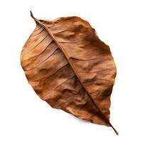 Dried Leaf on White Background AI Generated photo