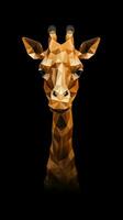 Geometric Origami Giraffe on Dark Background Generative AI photo