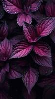 Purple Leaves on Black Background Dark Emerald and Pink Snapshot Aesthetic AI Generated photo