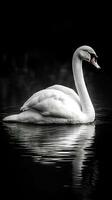 Elegant Swan on Dark Background AI Generated photo
