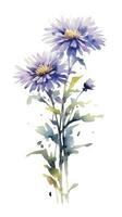 Modern Style Watercolor Aster Bouquet on Rich Purple and White Background Generative AI photo