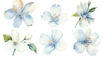 Flower Collection from Australia on a Clean White Background with Sharp Lines Generative AI photo