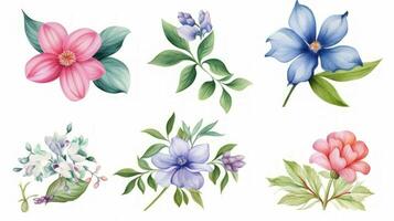 Belize Flowers Collection Watercolor Painting on a Clean White Background with Sharp Lines in a Centered View photo