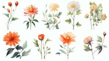 Bulgarian Floral Collection Watercolor Blooms on a Clean White Background Generative AI photo
