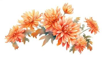 Warm Orange Chrysanthemum Cluster on White Background in Contemporary Watercolor Style Generative AI photo