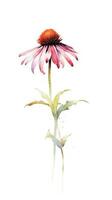 Bold and Modern Coneflower Bouquet on White Background in Watercolor Style Generative AI photo