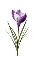 Modern Watercolor Crocus Collection on White Background Generative AI photo