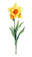 Sunny Daffodil Bundle in Contemporary Watercolor Style Isolated on White Background Perfect for SpringThemed Designs Generative AI photo