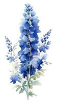 Modern Style Delphinium Cluster on Rich Blue and White Background Generative AI photo