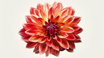 Intense Red Dahlia Bundle in Modern Watercolor Style on White Background Generative AI photo