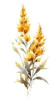 Modern Goldenrod Arrangement on White Background in Watercolor Style Generative AI photo