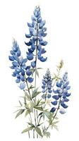 Deep Blue Lupine Cluster in Contemporary Watercolor Style Isolated on White Background Generative AI photo