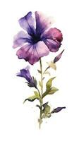 Bold and Modern Petunia Bundle on White Background in Watercolor Style Generative AI photo